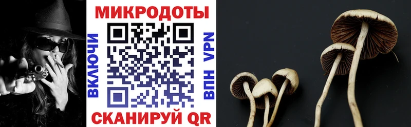 купить   Кудымкар  Псилоцибиновые грибы Cubensis 